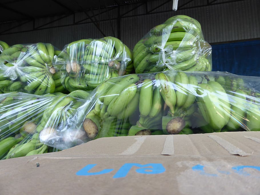 La Ciencia Detrás de la Conservación de Alimentos con Envasadoras al Vacío